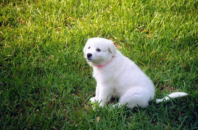 Chloe Pup