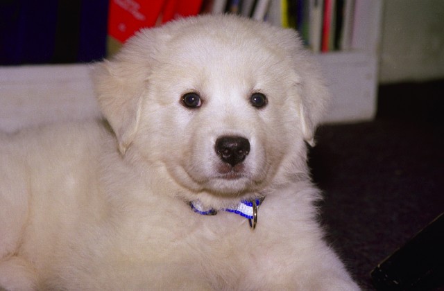 Chloe Pup