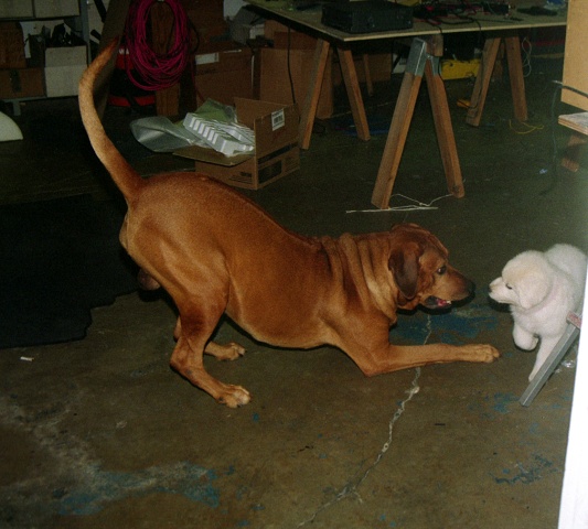 Chloe Pup & Mack